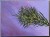 IMG_7302.jpeg